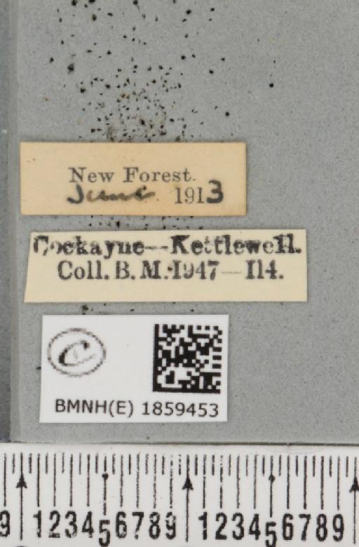 Pseudopanthera macularia ab. nigrescens Lempke, 1951 - BMNHE_1859453_label_430060