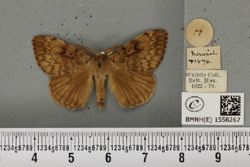 Lymantria dispar (Linnaeus, 1758) - BMNHE_1558267_252527