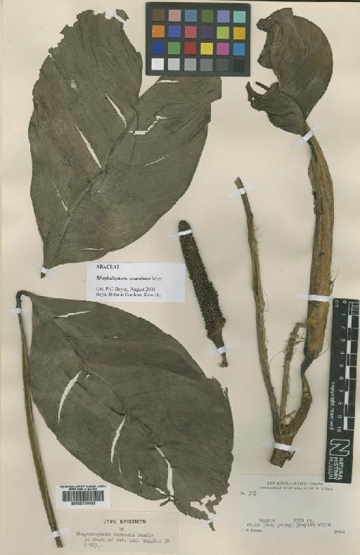 Rhaphidophora acuminata Merr. - BM000799966