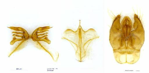 Hylaeus perater Cockerell, 1936 - Hylaeus perater Cockerell 969523 paratype male  terminalia 2x3,6-1
