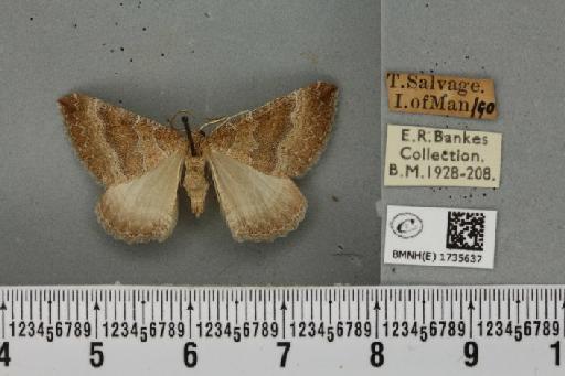 Larentia clavaria (Haworth, 1809) - BMNHE_1735637_326360