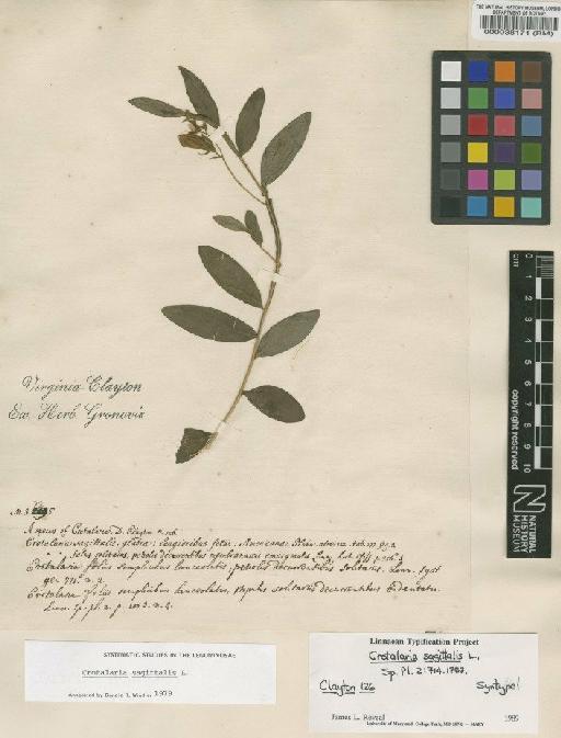 Crotalaria sagittalis L. - BM000038171