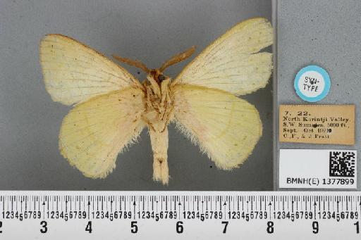 Trabala garuda Roepke, 1951 - BMNH(E) 1377899 Trabala garuda male ST ventral and labels