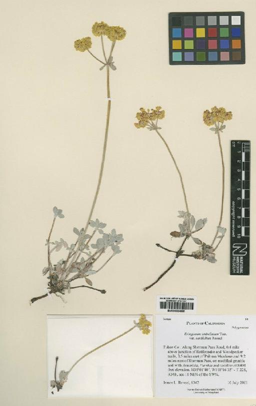 Eriogonum umbellatum var. canifolium Reveal - BM000884365