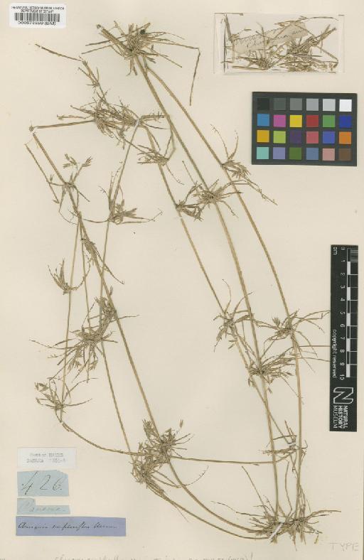 Chusquea simpliciflora Munro - BM000578850