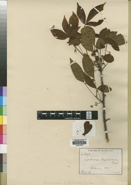 Commiphora eminii subsp. trifoliolata (Engl.) Gillett - BM000798761