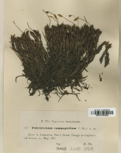 Polytrichum juniperinum Hedw. - BM000960620