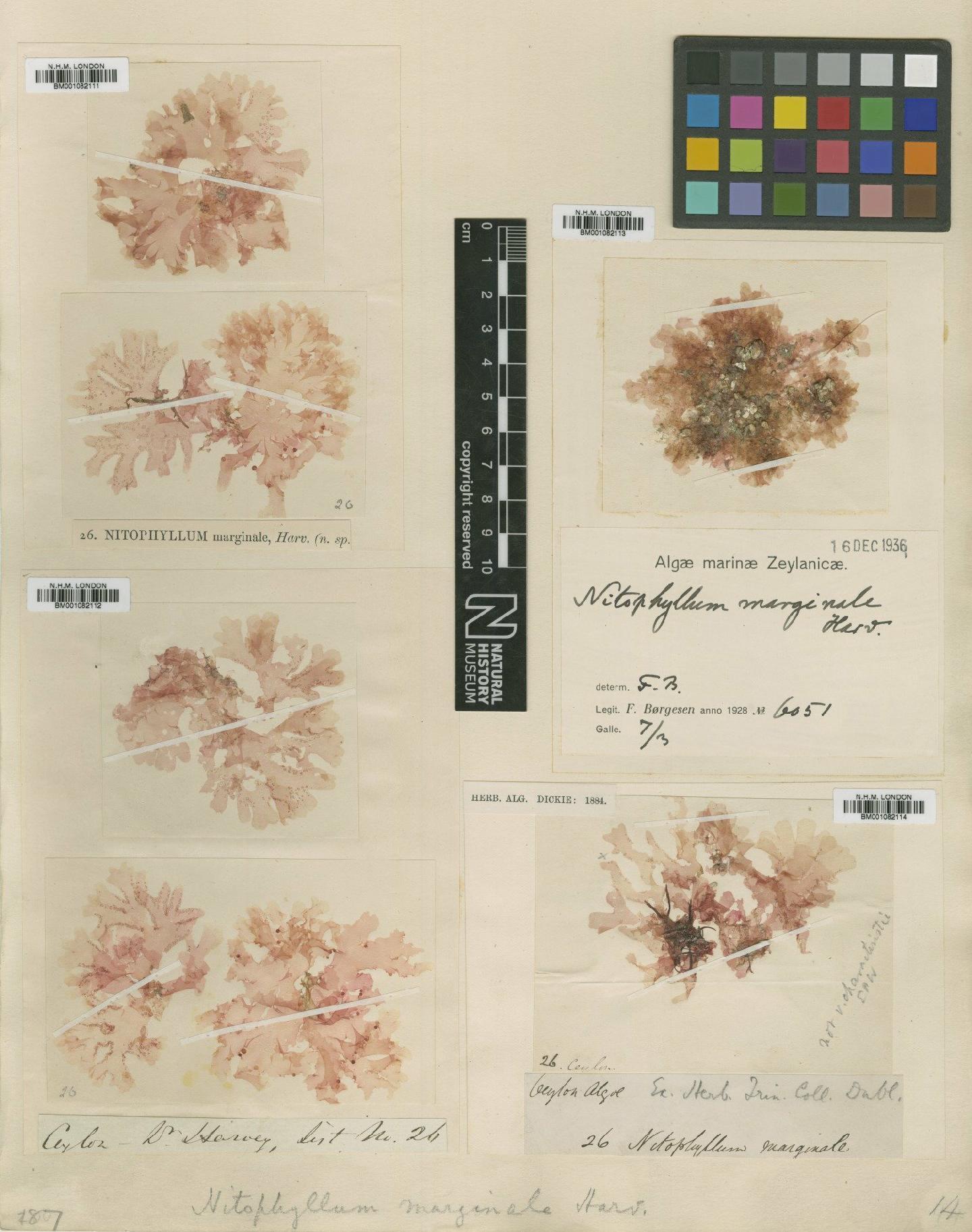 To NHMUK collection (Nitophyllum marginale (Kütz.) J.Agardh; NHMUK:ecatalogue:2287891)