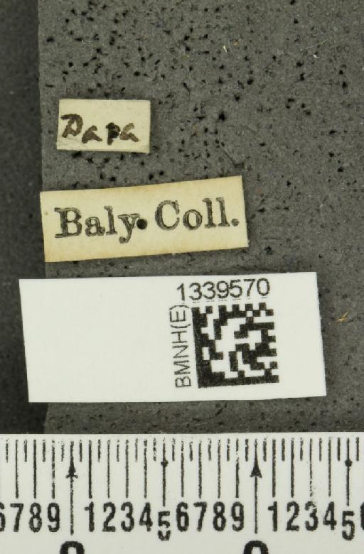 Aristobrotica paraensis (Baly, 1886) - BMNHE_1339570_label_23266