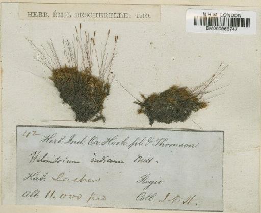 Dicranoweisia indica (Wilson) Paris - BM000965747