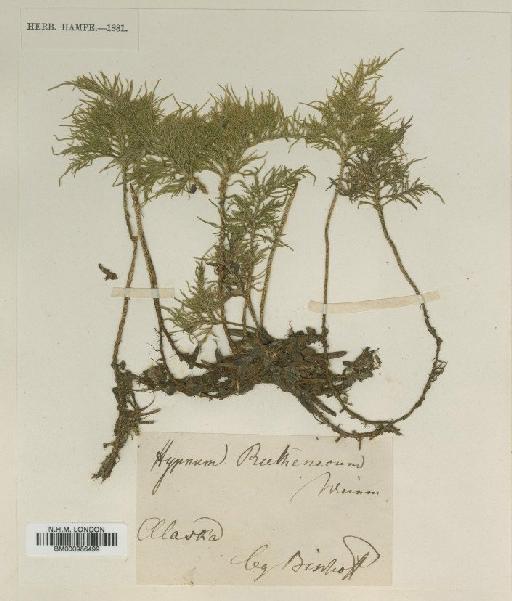 Pleuroziopsis ruthenica (Weinm.) Kindb. ex E.Britton - BM000986499