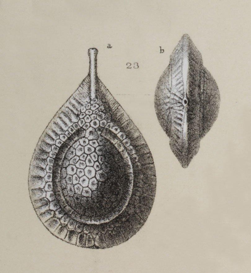 To NHMUK collection (Lagena squamosoalata Brady, 1881; Syntype; NHMUK:ecatalogue:3092579)