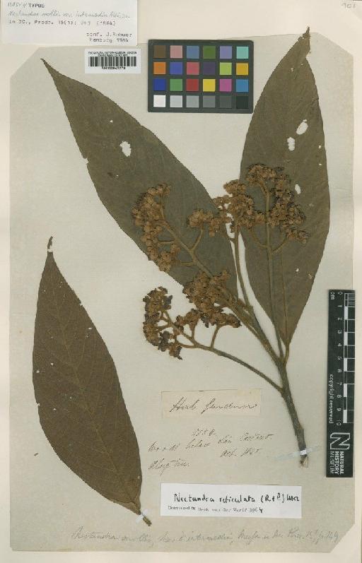 Nectandra reticulata (Ruiz & Pav.) Mez - BM000947279