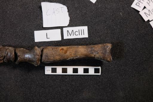 Mantellisaurus atherfieldensis (Hooley, 1925) - R5764-Mantellisaurus_R5764_Left_McIII_Cast-1