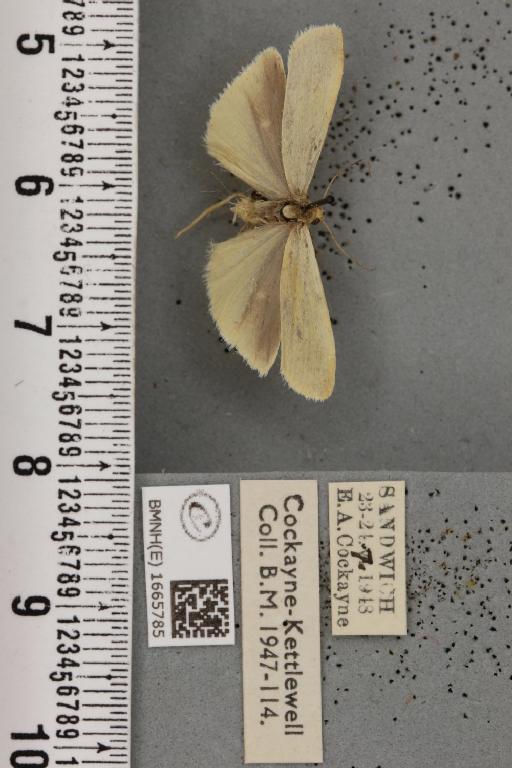 Eilema pygmaeola pygmaeola (Doubleday, 1847) - BMNHE_1665785_289836