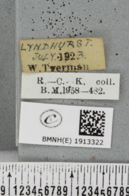 Alcis jubata (Thunberg, 1788) - BMNHE_1913322_label_479226