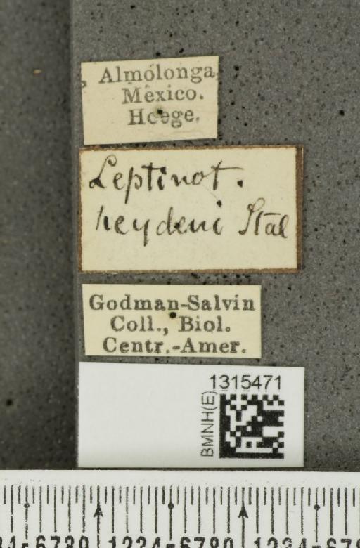 Leptinotarsa heydeni Stål, 1858 - BMNHE_1315471_label_15283