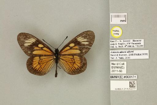 Acraea (Actinote) actinote alberti Neild & Romero, 2008 - 014542233_Actinote_alberti _alberti _Neild & Romero_2008_PT