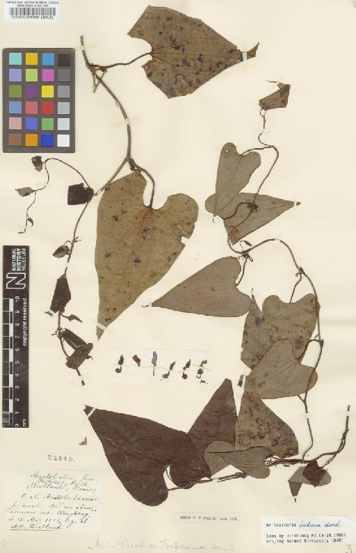 Aristolochia fordiana Hemsl. - BM000040859