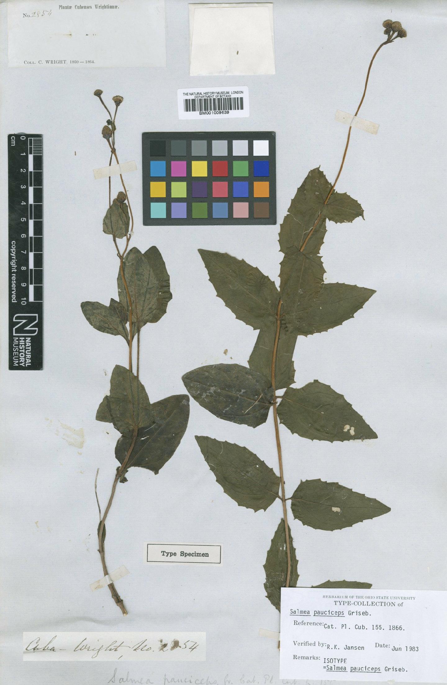 To NHMUK collection (Salmea pauciceps Griseb.; Isotype; NHMUK:ecatalogue:617076)