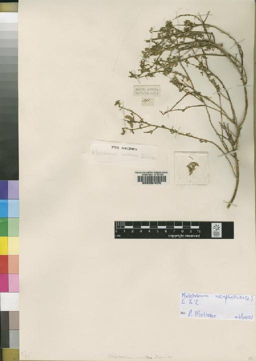 Melolobium microphyllum (L.) Eckl. & Zeyh. - BM000645075