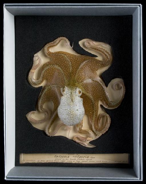 Octopus vulgaris Cuvier, 1797 - Octopus_vulgaris_Blaschka models_004.tif