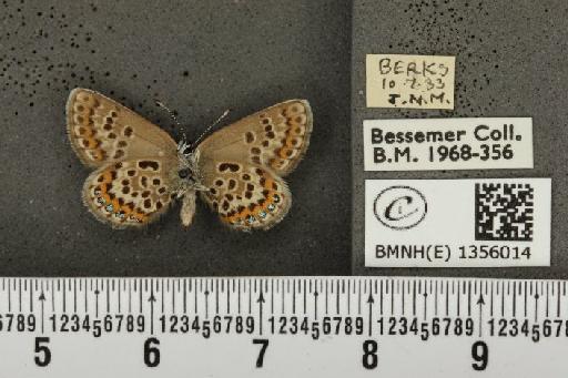 Plebejus argus argus ab. costajuncta Tutt, 1909 - BMNHE_1356014_153639
