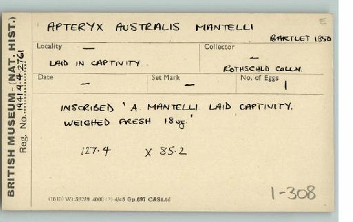 Apteryx australis mantelli A.D. Bartlett, 1852 - Bird egg cardex drawer 1