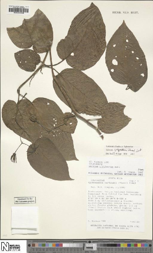 Solanum circinatum Bohs - BM000943066
