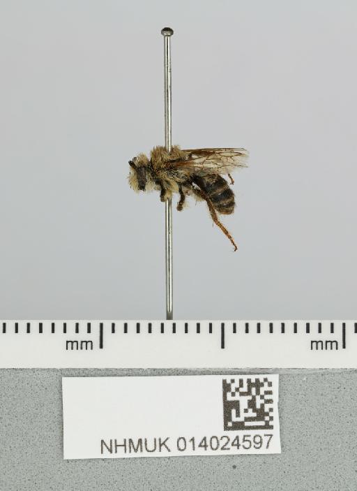 Colletes malleatus Cockerell, 1933 - 014024597__-