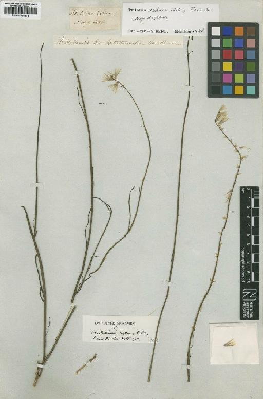 Ptilotus distans subsp. distans (R.Br.) Poir. - BM000895572