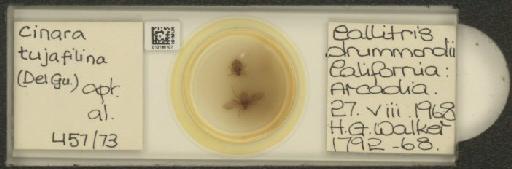 Cinara (Cupressobium) tujafilinus Del Guercio, 1909 - 010180107_112974_1093875