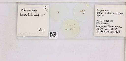 Paurocephala brevicephala Crawford, 1917 - 013485065_117207_1146559_157882_NonType