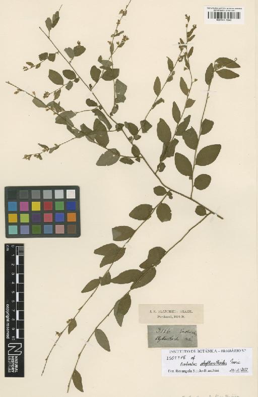 Evolvulus phyllanthoides Moric. - BM001115646