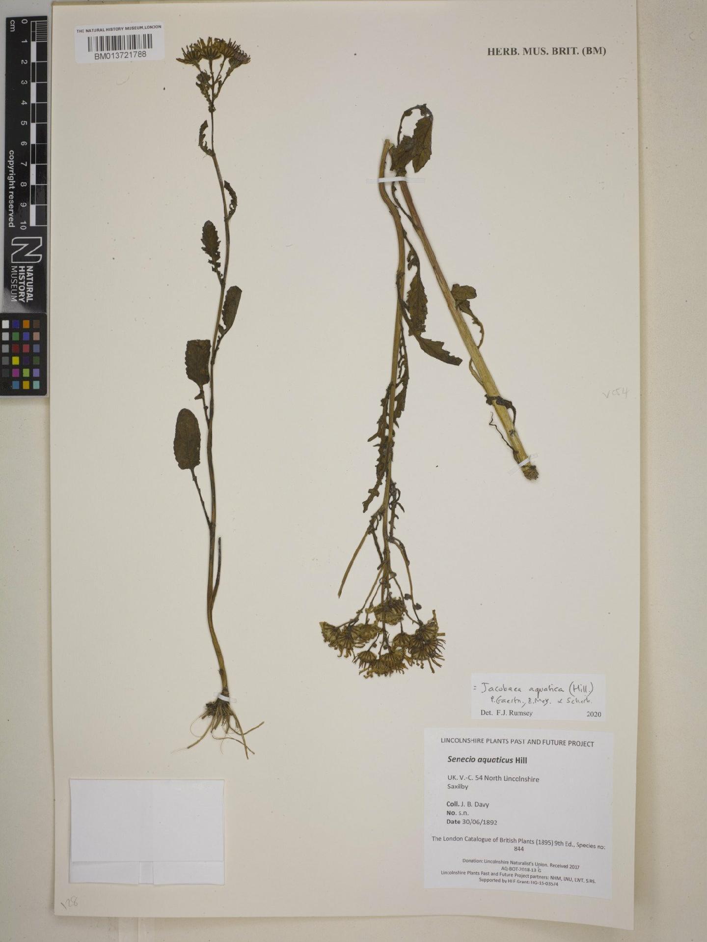 To NHMUK collection (Jacobaea aquatica (Hill) P.Gaertn., B.Mey. & Schreb.; NHMUK:ecatalogue:9126738)