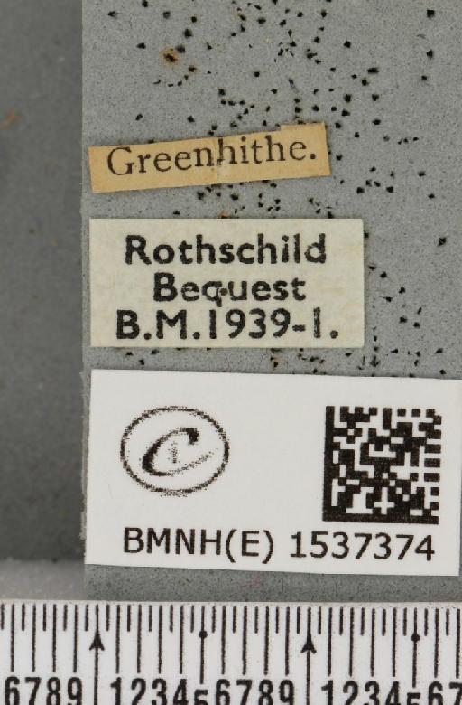 Drepana falcataria (Linnaeus, 1758) - BMNHE_1537374_label_200507