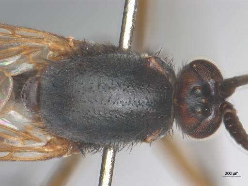 Isoneuromyia semirufa (Meigen, 1818) - 010210669_Isoneuromyia_semirufa_thorax_d
