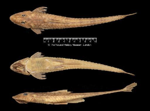 Loricariichthys acutus (Valenciennes in Cuvier & Valenciennes, 1840) - BMNH 1925.10.28.329-330, Loricariichthys acutus, b