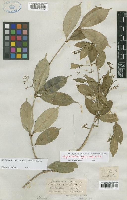 Alyxia gracilis (Wall. ex DC.) Benth. ex Hook.f. - BM000508347