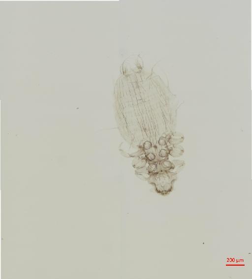 Gyropus travassosi Werneck, 1948 - 010649054__2017_07_17-Scene-1-ScanRegion0