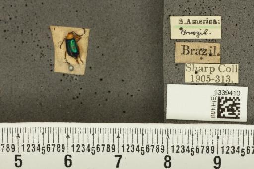 Isotes brasiliensis (Jacoby, 1888) - BMNHE_1339410_22529