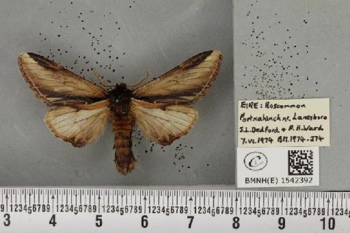 Pheosia gnoma (Fabricius, 1777) - BMNHE_1542392_246116