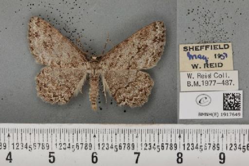 Ectropis crepuscularia (Denis & Schiffermüller, 1775) - BMNHE_1917649_481320