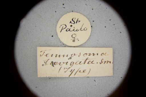 Temnosoma laevigatum Smith, F., 1879 - Temnosoma_laevigatum-NHMUK010264955-syntype-female-labels_1_2-front.JPG