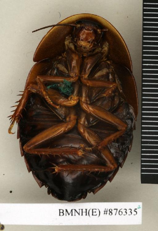 Hemiblabera brunneri (Saussure, 1869) - Hemiblabera brunneri Saussure, 1869, female, non type, ventral. Photographer: Edward Baker. BMNH(E)#876335