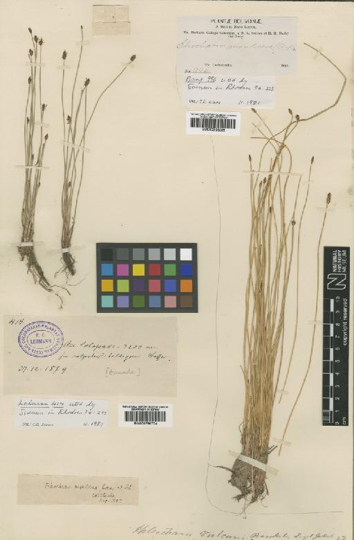 Eleocharis montana (Kunth) Roem. & Schult. - BM000798704
