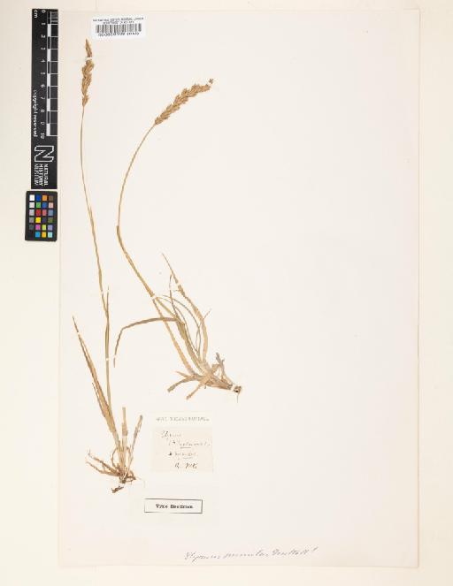 Elymus pumillus - 000060108