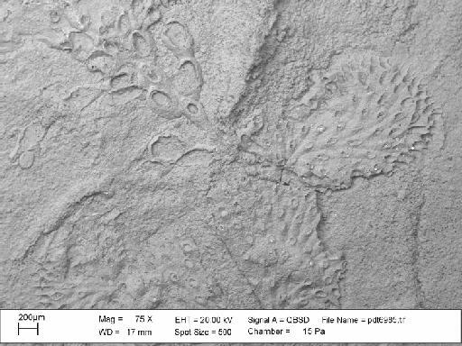 Charixa sexspinata Martha et al., 2019 - PI BZ 7888 - Charixa sexspinata