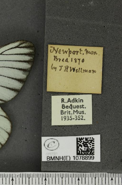 Aporia crataegi (Linnaeus, 1758) - BMNHE_1078899_label_69922