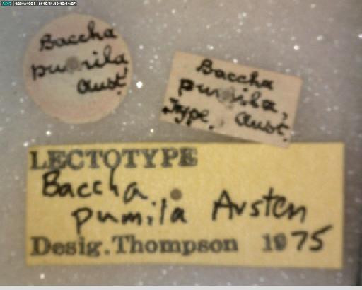 Maiana pumila (Austen, 1893) - Ocyptamus pumilus LT labels 2